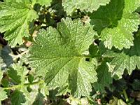 Geum Urbanum (var. Strictum) (fam. Rosacees) (Nouvelle-Zelande) (7) (Photo F. Mrugala)